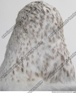 animal skin feathers seagull 0008